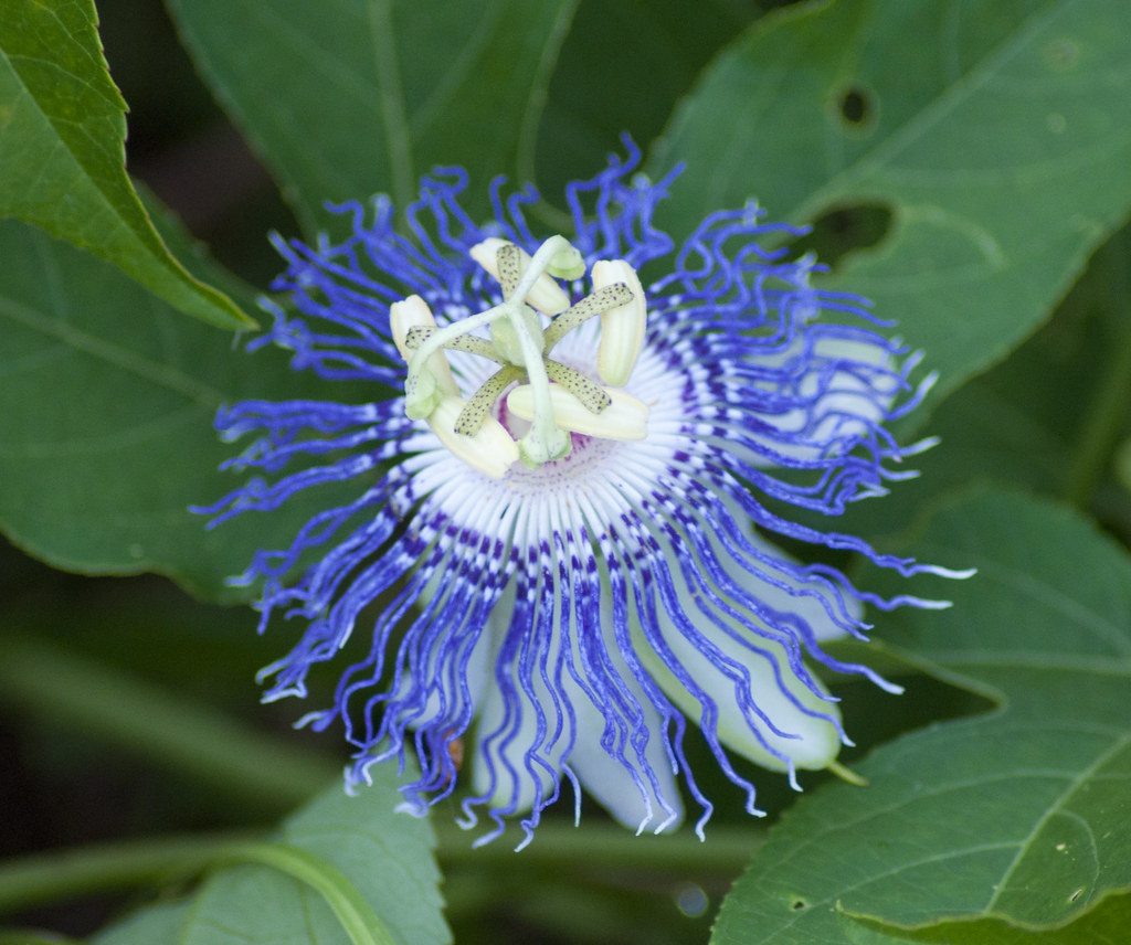 Passiflora incarnata.jpg